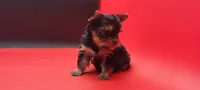 Misty, a female Yorkshire Terrier for sale in Los Angeles, CA – 5 of 5