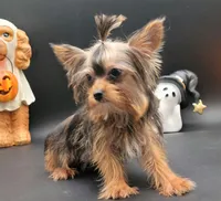 Daisy, a female Yorkshire Terrier for sale in Los Angeles, CA – 2 of 5