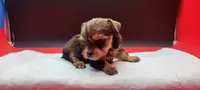 Sable, a female Yorkshire Terrier for sale in Los Angeles, CA – 4 of 5