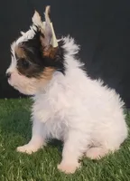 Sassy, a female Yorkshire Terrier for sale in Los Angeles, CA – Photo 3 of 5