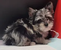 Marble , a female Yorkshire Terrier for sale in Los Angeles, CA – 5 of 5