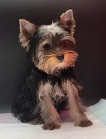 Bella, a female Yorkshire Terrier for sale in Los Angeles, CA – 3 of 7
