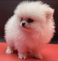 Blanco, a male Pomeranian for sale in Los Angeles, CA – 1 of 5