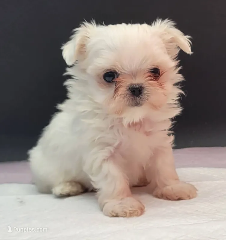 Chanel – Maltese puppy for sale in Los Angeles, CA