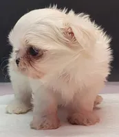 Chanel, a female Maltese for sale in Los Angeles, CA – 2 of 7