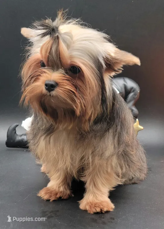 Lily – Yorkshire Terrier puppy for sale in Los Angeles, CA