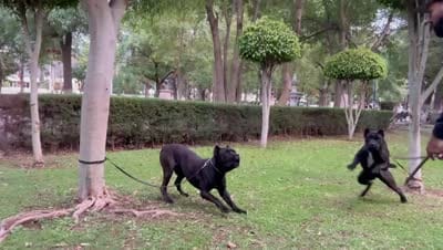 Tyga, a male Cane Corso for sale in Los Angeles, CA – 5 of 5