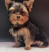 Clyde, a male Yorkshire Terrier for sale in Los Angeles, CA – 4 of 7