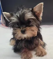 Rosie, a female Yorkshire Terrier for sale in Los Angeles, CA – 6 of 7