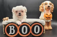 Blanca, a female Maltese for sale in Los Angeles, CA – 2 of 8