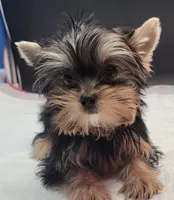 Rosie, a female Yorkshire Terrier for sale in Los Angeles, CA – 3 of 7