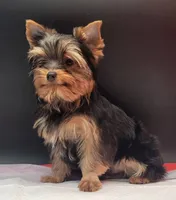 Clyde, a male Yorkshire Terrier for sale in Los Angeles, CA – 7 of 7