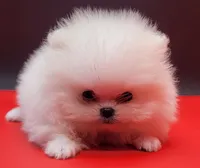 Benzo, a male Pomeranian for sale in Los Angeles, CA – 2 of 4