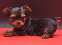 Spike, a male Yorkshire Terrier for sale in Los Angeles, CA – 2 of 5