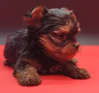 Spike, a male Yorkshire Terrier for sale in Los Angeles, CA – 3 of 5