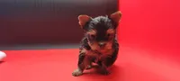 Misty, a female Yorkshire Terrier for sale in Los Angeles, CA – 4 of 5