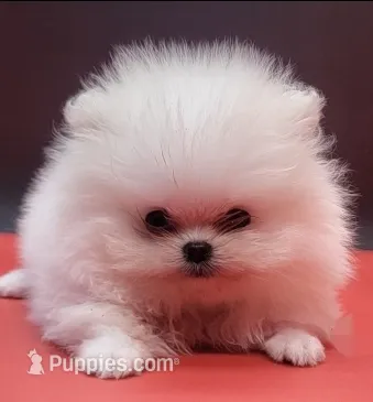 Bently – Pomeranian puppy for sale in Los Angeles, CA