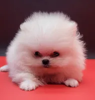 Benzo, a male Pomeranian for sale in Los Angeles, CA – 3 of 4