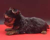 Spike, a male Yorkshire Terrier for sale in Los Angeles, CA – 4 of 5
