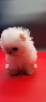Diva, a female Pomeranian for sale in Los Angeles, CA – 2 of 4