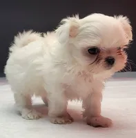 Chanel, a female Maltese for sale in Los Angeles, CA – 4 of 7