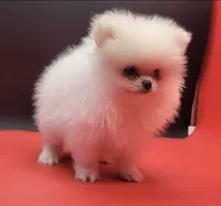 Blanco, a male Pomeranian for sale in Los Angeles, CA – 5 of 5