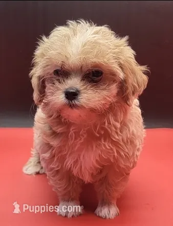 Maltipoo – Yorkshire Terrier puppy for sale in Los Angeles, CA