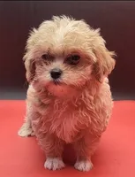 Maltipoo, a female Yorkshire Terrier for sale in Los Angeles, CA – 1 of 4