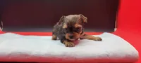 Sable, a female Yorkshire Terrier for sale in Los Angeles, CA – 2 of 5