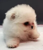 Molly, a female Maltese and Pomeranian for sale in Los Angeles, CA – 4 of 5