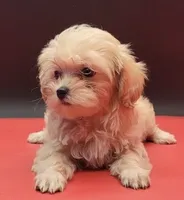 Daisy, a female Maltipoo for sale in Los Angeles, CA – 2 of 3