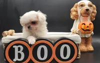 Blanca, a female Maltese for sale in Los Angeles, CA – 6 of 8
