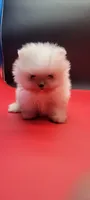 Diva, a female Pomeranian for sale in Los Angeles, CA – 4 of 4