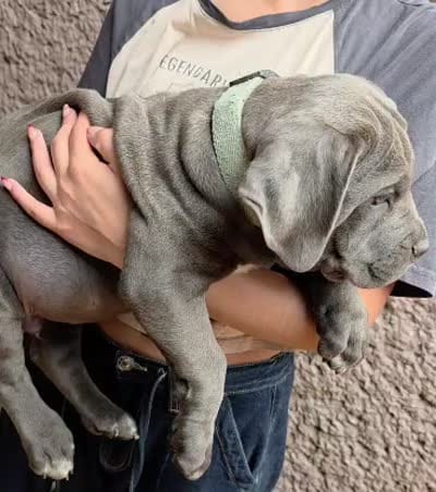 Debo, a male Cane Corso for sale in Los Angeles, CA – 3 of 3