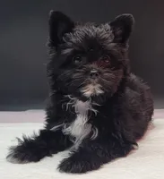 Blackie, a female Yorkshire Terrier for sale in Los Angeles, CA – 4 of 7