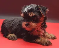 Kobe, a male Yorkshire Terrier for sale in Los Angeles, CA – 2 of 9