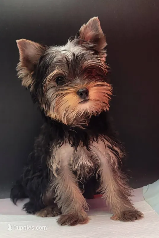 Bella – Yorkshire Terrier puppy for sale in Los Angeles, CA