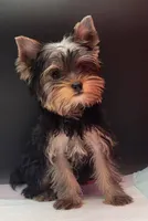 Bella, a female Yorkshire Terrier for sale in Los Angeles, CA – 1 of 7