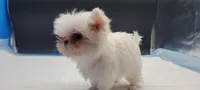 Kitty, a female Maltese for sale in Los Angeles, CA – Photo 3 of 6