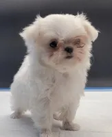 Kitty, a female Maltese for sale in Los Angeles, CA – Photo 4 of 6