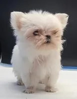 Kitty, a female Maltese for sale in Los Angeles, CA – Photo 5 of 6