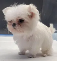 Kitty, a female Maltese for sale in Los Angeles, CA – Photo 6 of 6