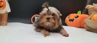 Daisy, a female Yorkshire Terrier for sale in Los Angeles, CA – 4 of 7