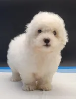 Coco, a female Maltipoo for sale in Los Angeles, CA – Photo 4 of 7