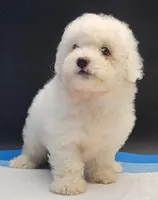 Coco, a female Maltipoo for sale in Los Angeles, CA – Photo 3 of 7