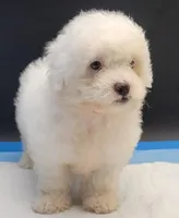 Coco, a female Maltipoo for sale in Los Angeles, CA – Photo 5 of 7