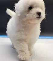 Coco, a female Maltipoo for sale in Los Angeles, CA – Photo 6 of 7