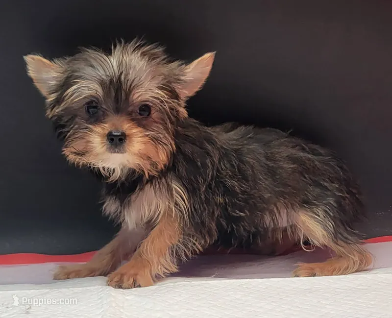 Lily – Yorkshire Terrier puppy for sale in Los Angeles, CA