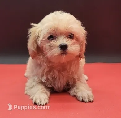 Daisy – Maltipoo puppy for sale in Los Angeles, CA