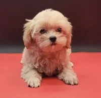 Daisy, a female Maltipoo for sale in Los Angeles, CA – 1 of 3
